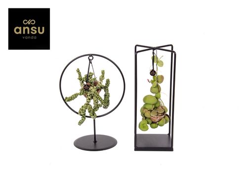 Dischidia Shelly Cube/Ring mix M p17 Ansu