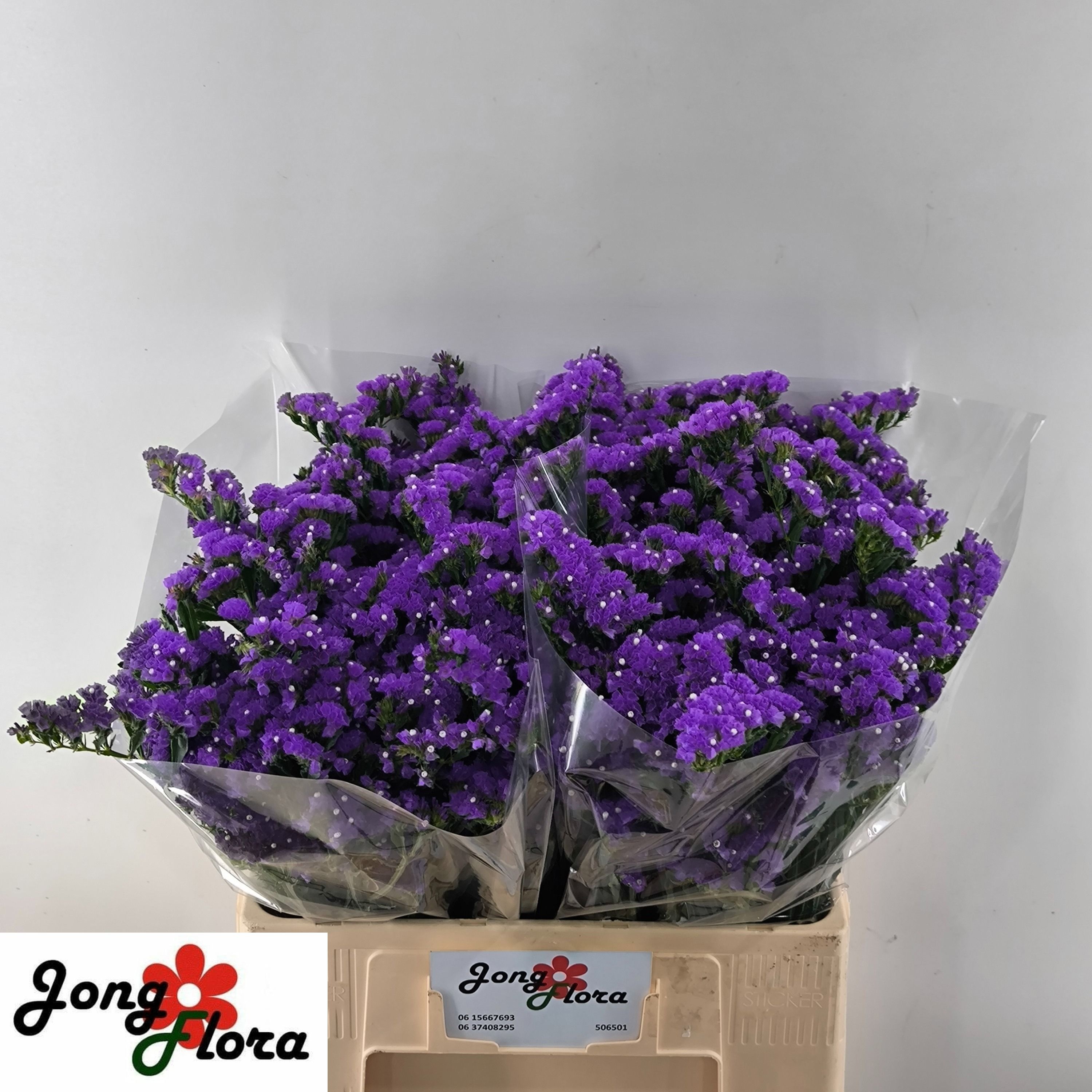 Limonium St Crystal Dark Blue 60cm 23gram
