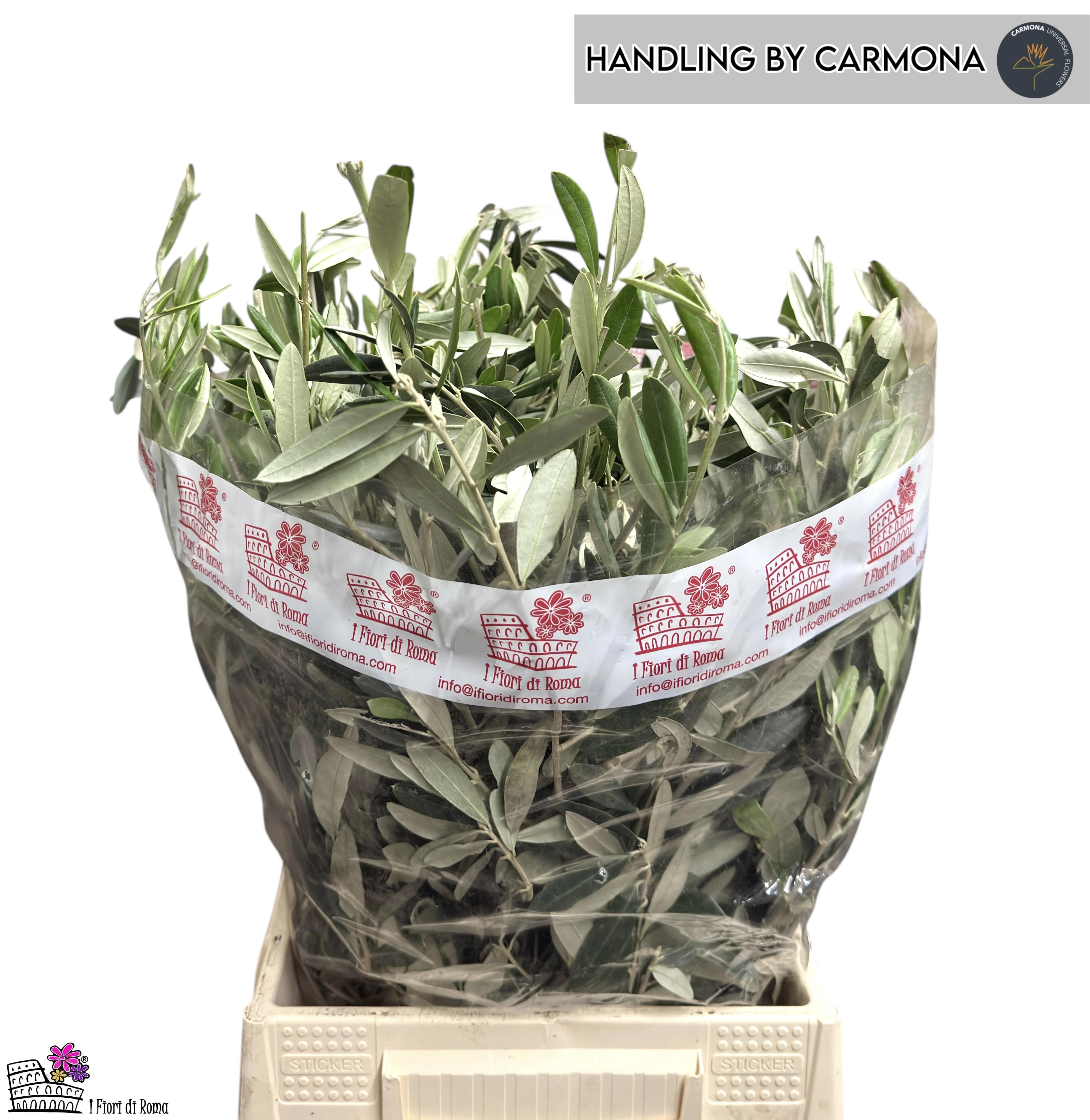 Olea Europaea Per Bunch 60cm 200gram