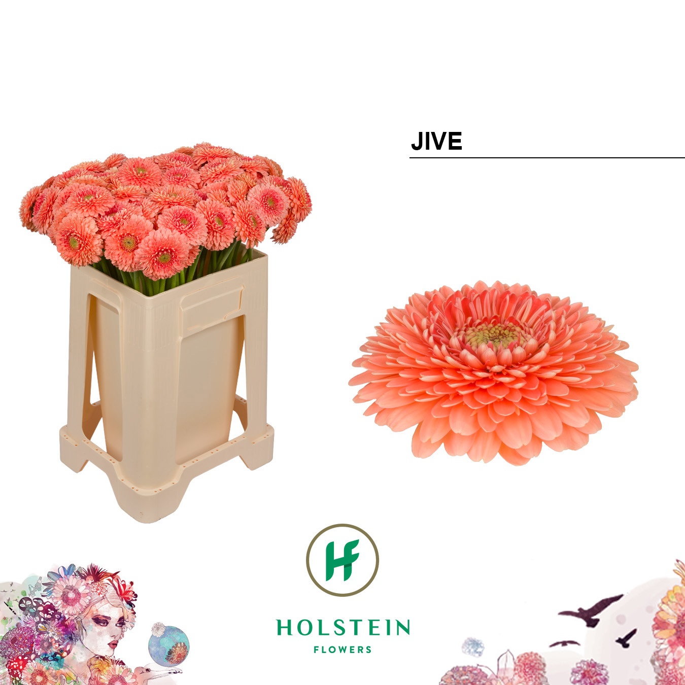 Ge Mb Gerponi Jive