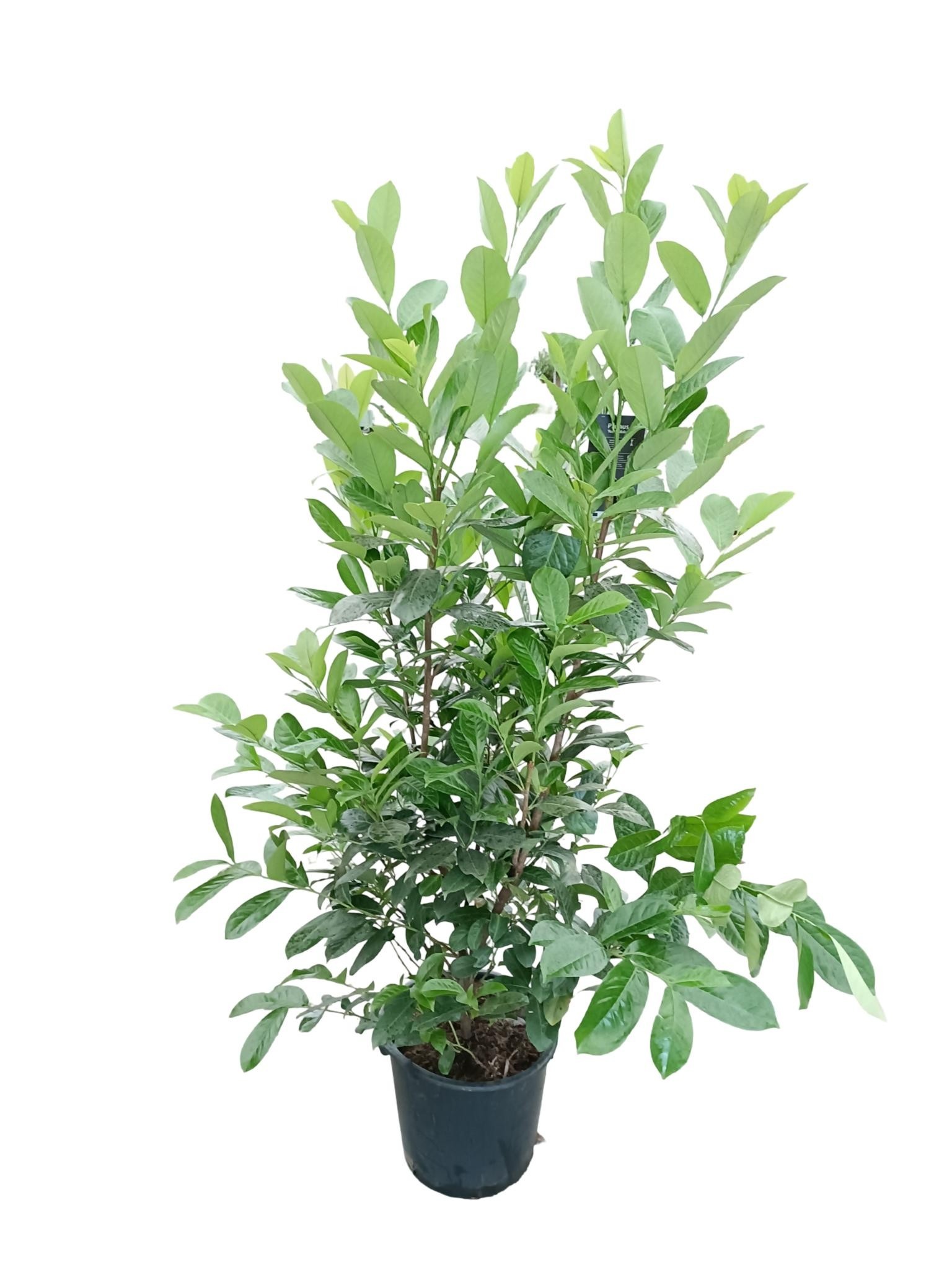 Picture of Prunus laurocerasus Rotundifolia C30