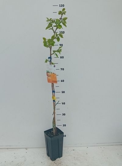 Diospyros kaki