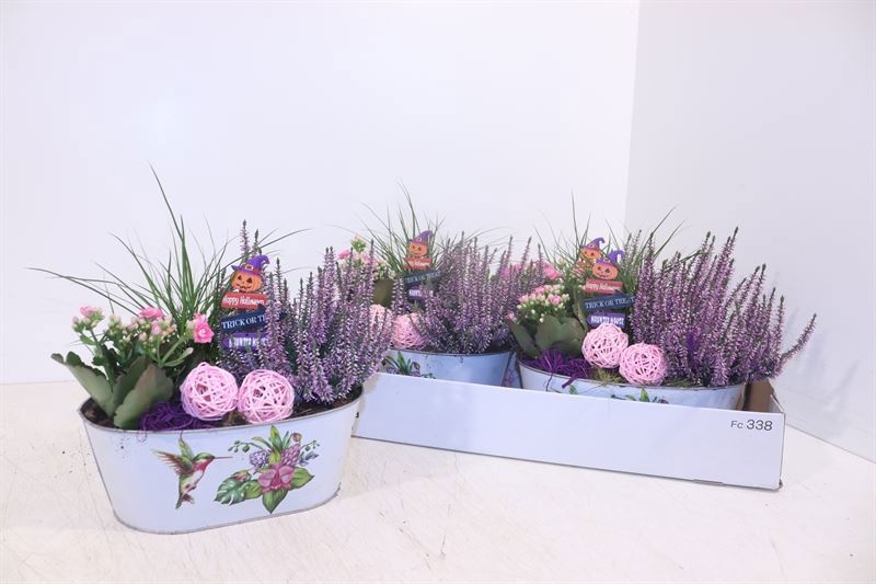 Arr Tuinplanten 25P 23cm