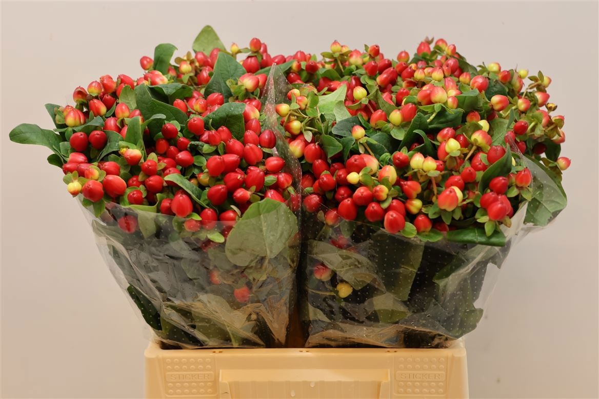 Hypericum Triumph 40cm