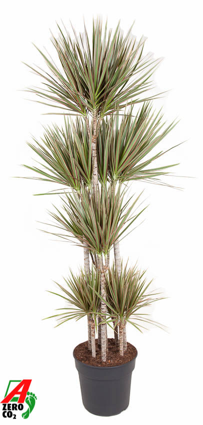 Picture of Dracaena Bicolor 120-carrousel P34 180cm (LOOSE)