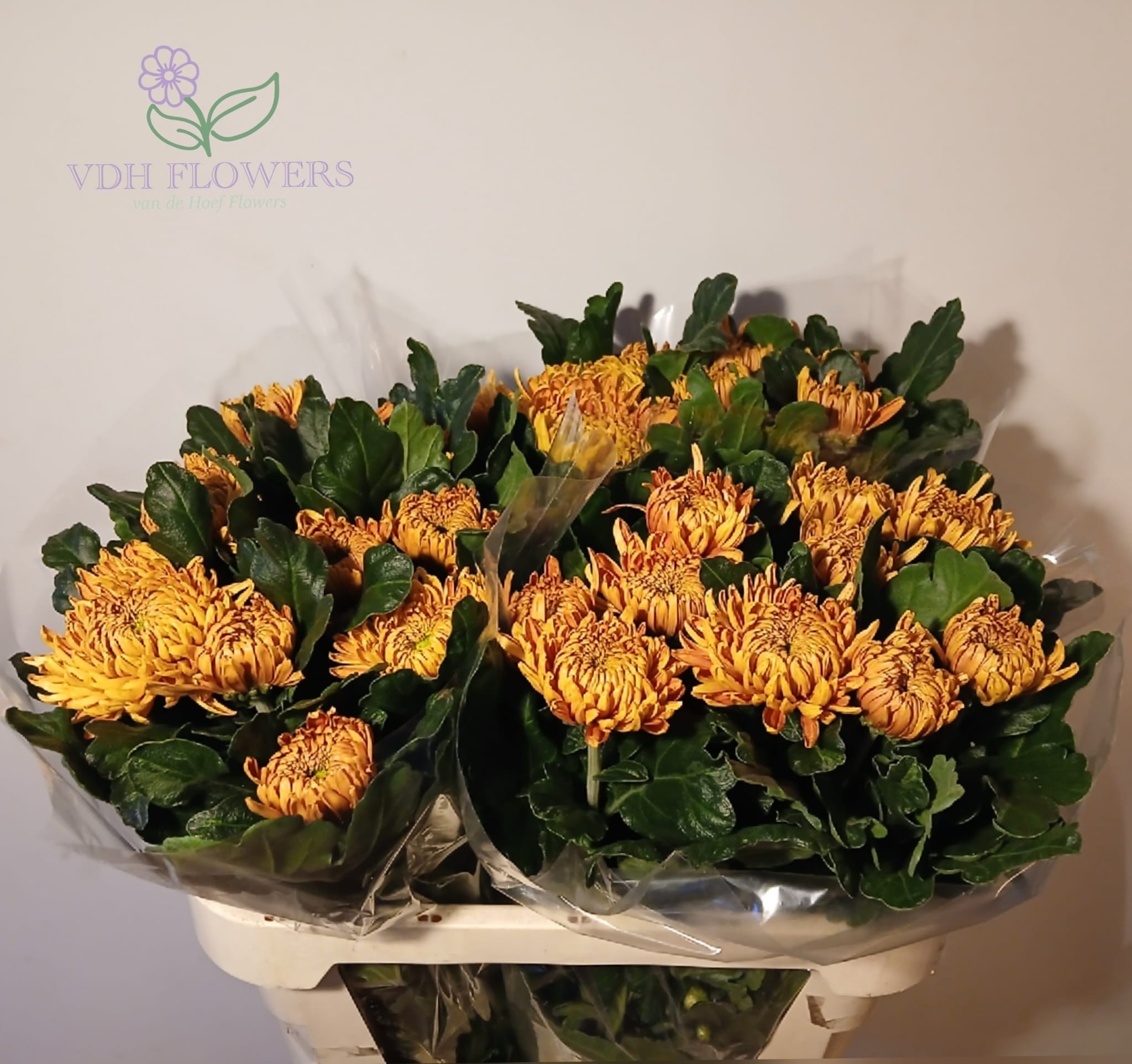 Chrys Single Astro Dark 70cm 90gram