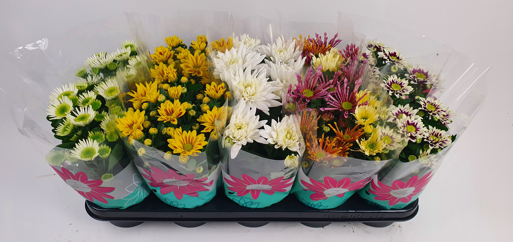 Picture of Chrysanth Specials varieties P12 20CM