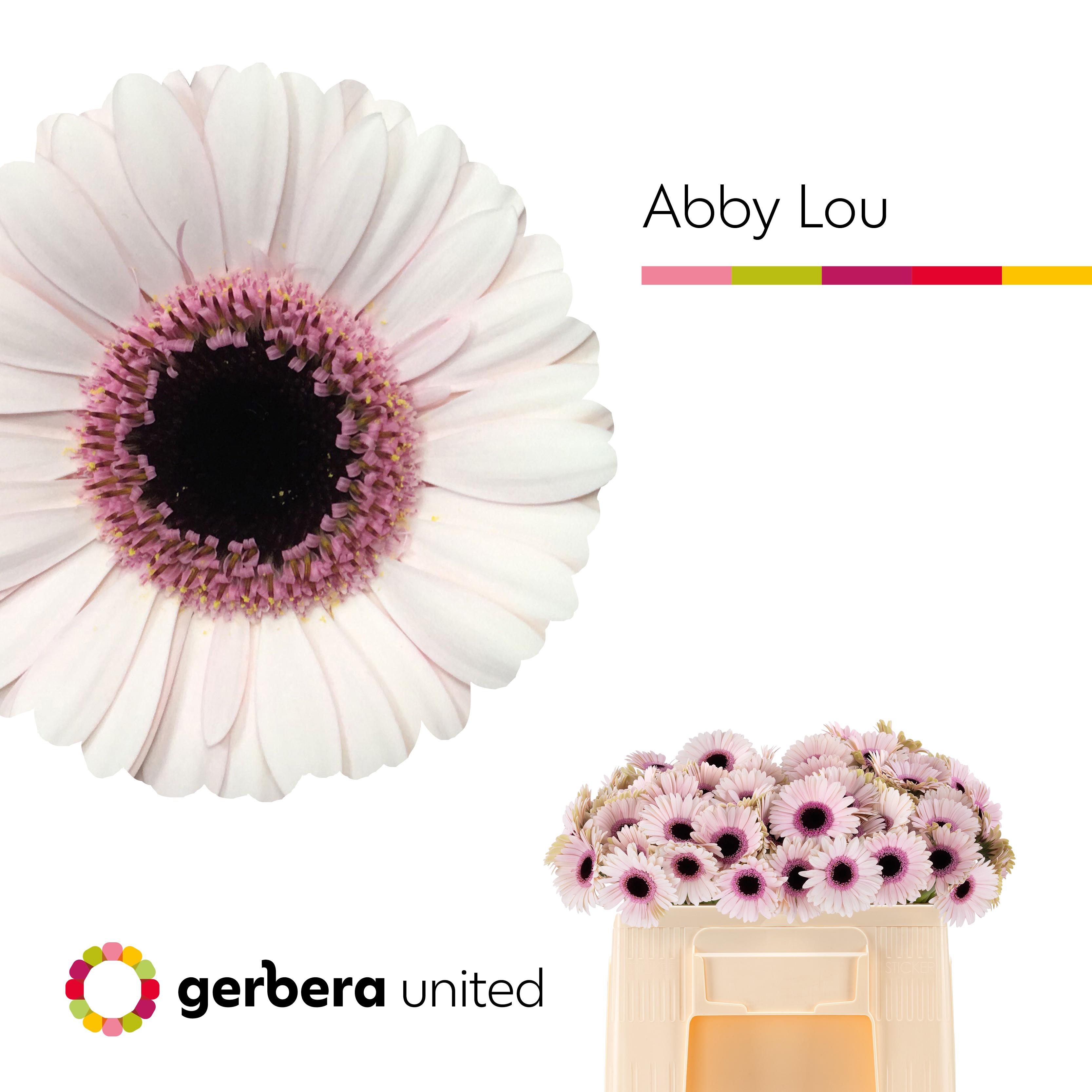 Gerbera Mini Abby Lou