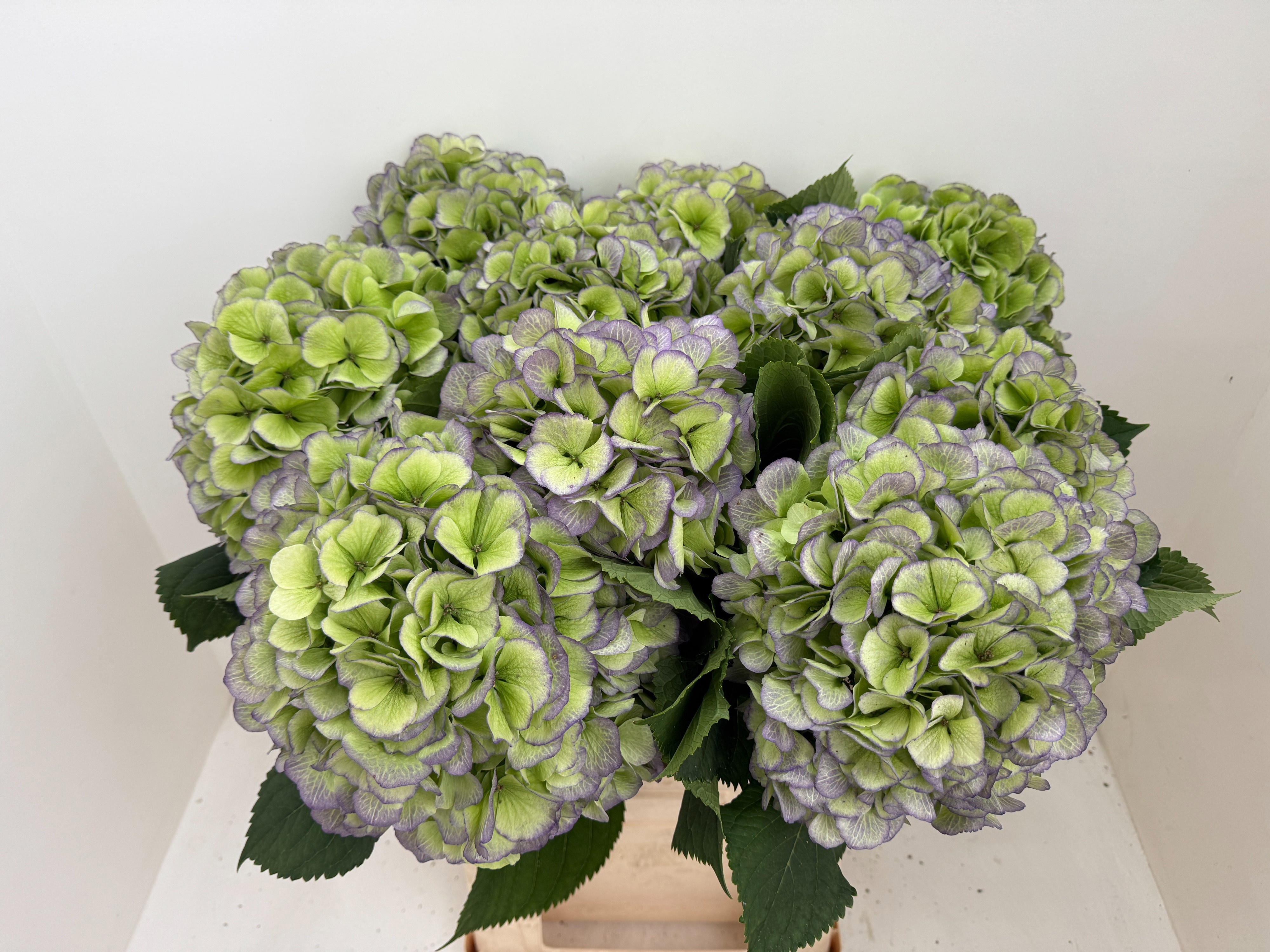 Hydrangea Verena Classic Red Green 80cm 24Ø