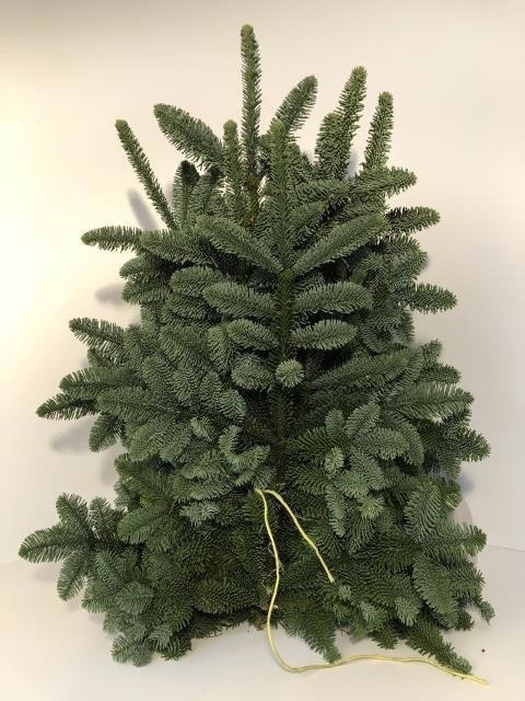 Abies Nobilis Blue Per Pack