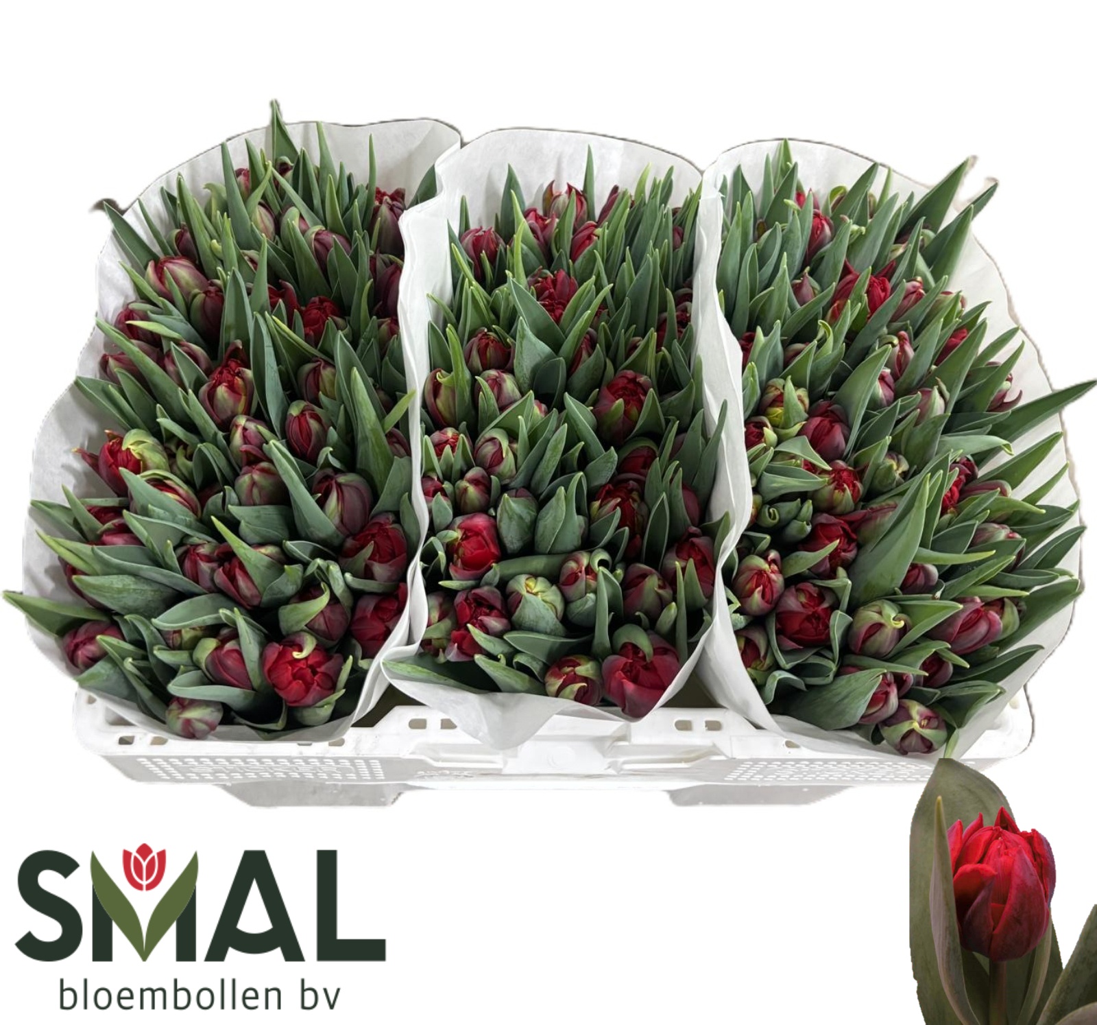 Tulipa Double Red Princess 32cm 24gram
