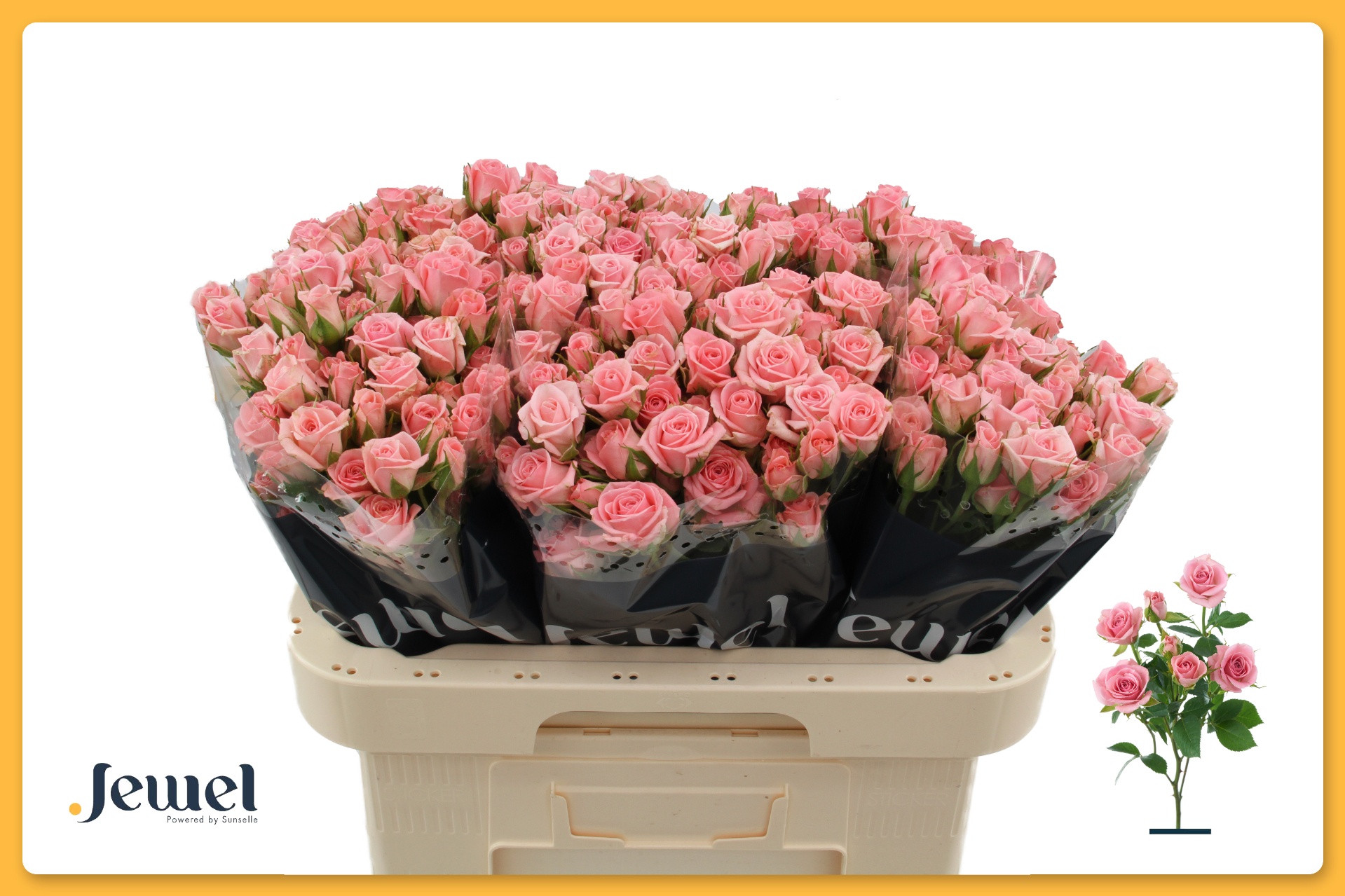 Rosa Spr Odilia 60cm