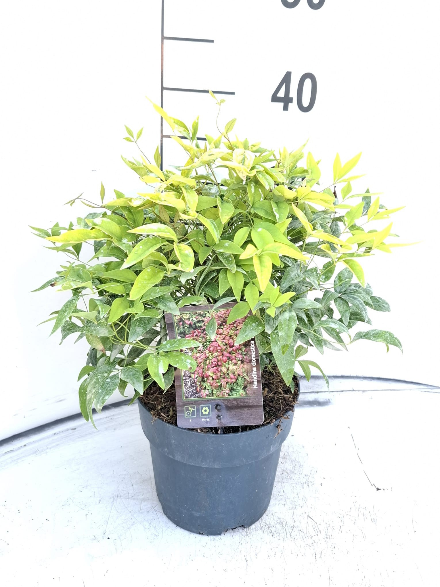 Nandina domestica 'Fire Power'