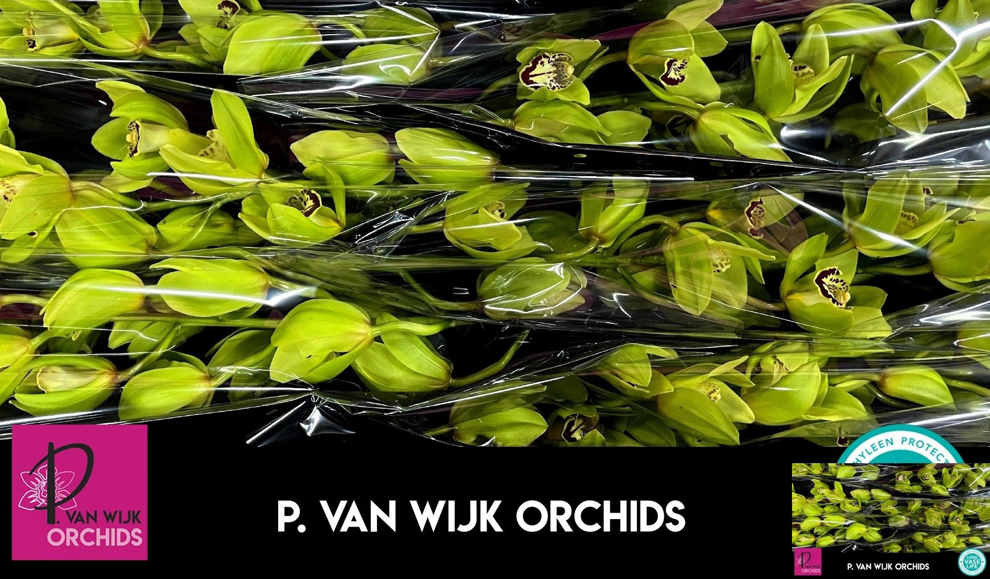 Cymbidium Bonyoni 12/15bl