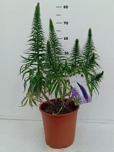 Echium webbii