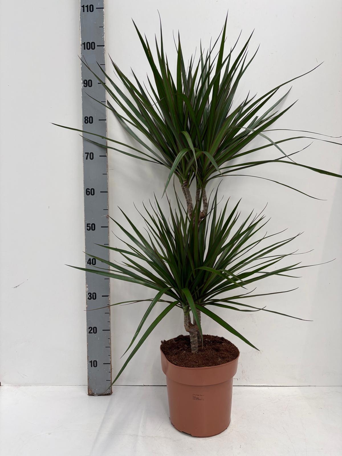 Dra Marginata 21P 100H 2stek 3kop