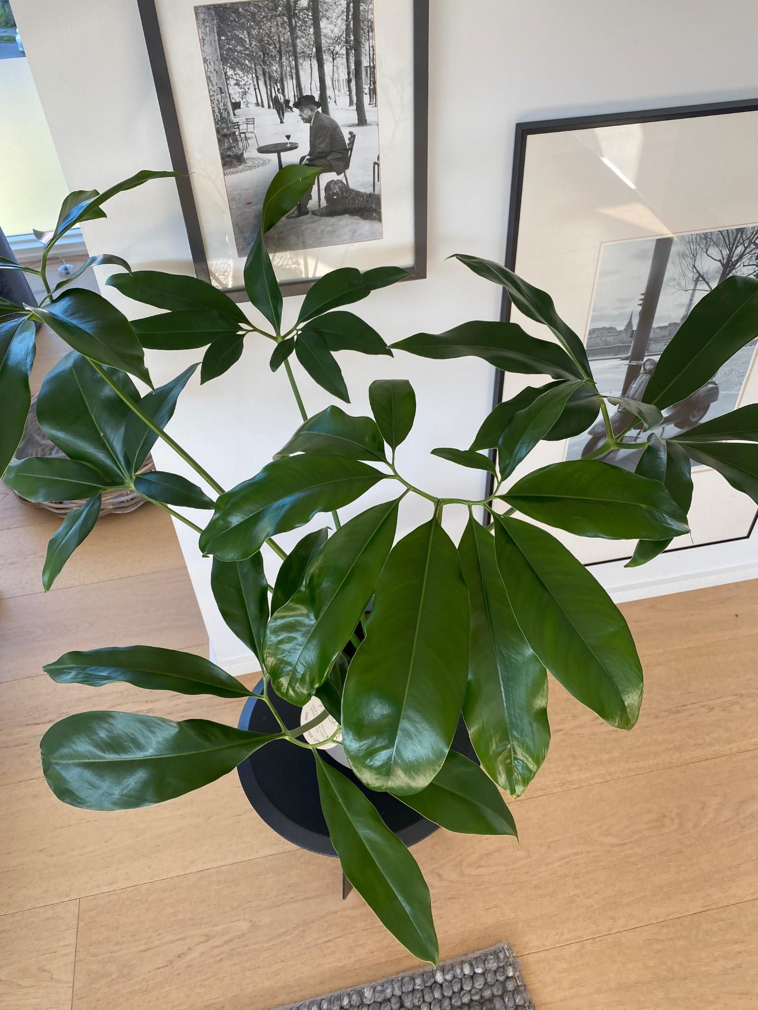 Philodendron Dino Feet | Hamiplant