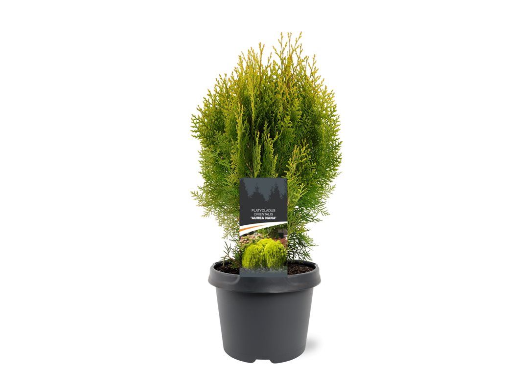 Platycladus orientalis 'Aurea Nana'