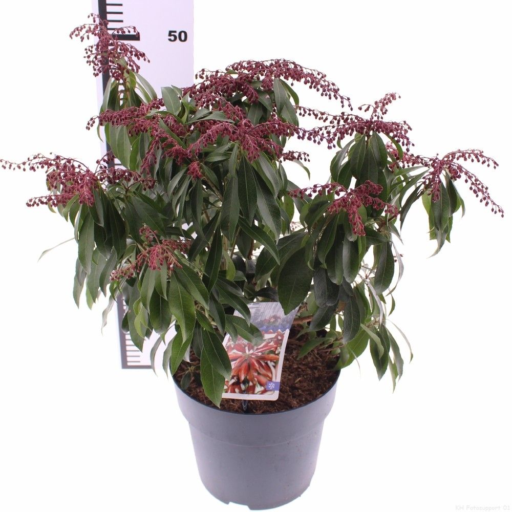 Picture of Pieris jap. 'Katsura'
