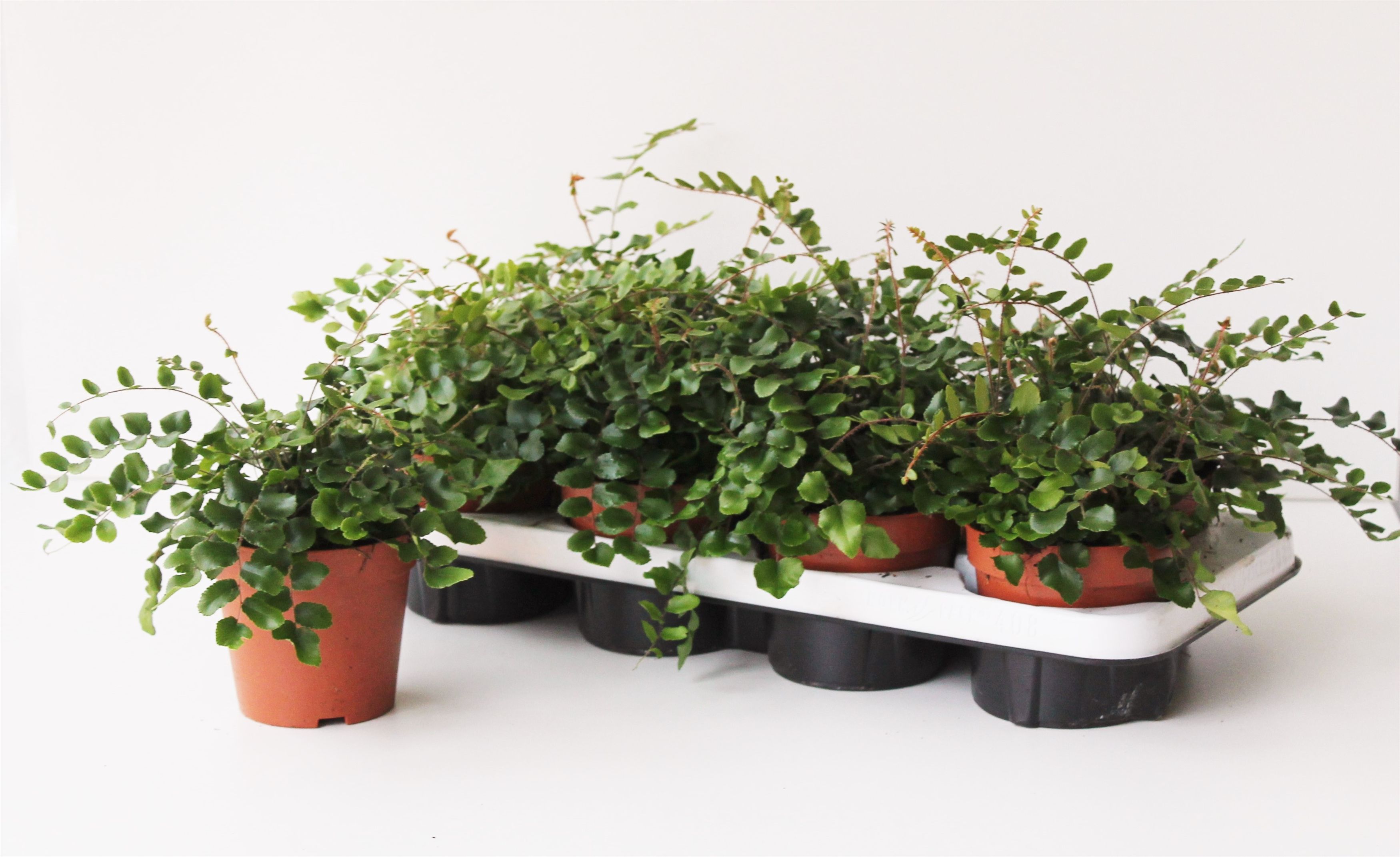Pellaea Rotundifolia 12P 25H