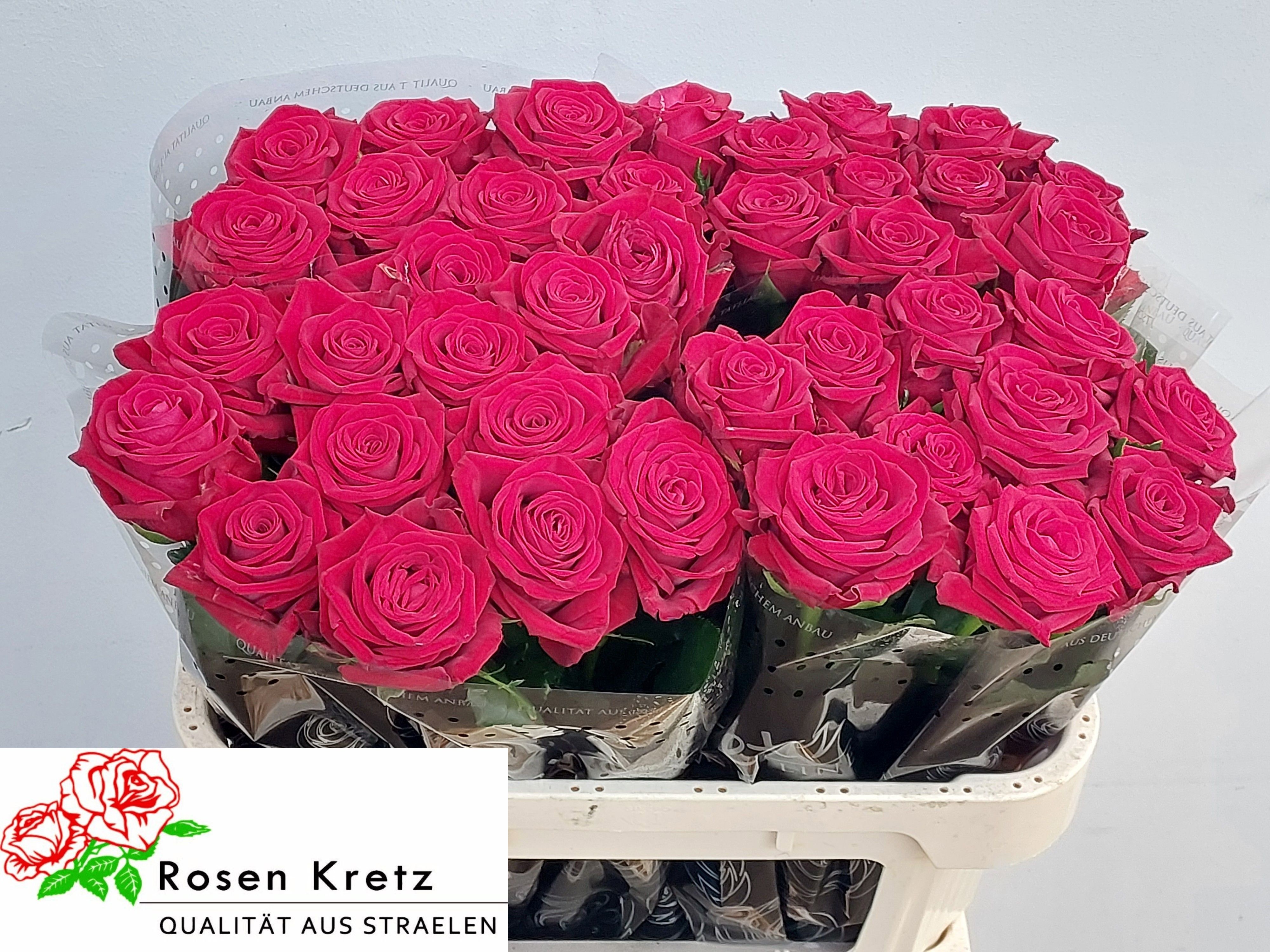 R Gr Con Amore 70cm