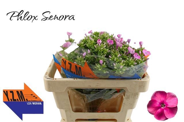 Phlox P Senora