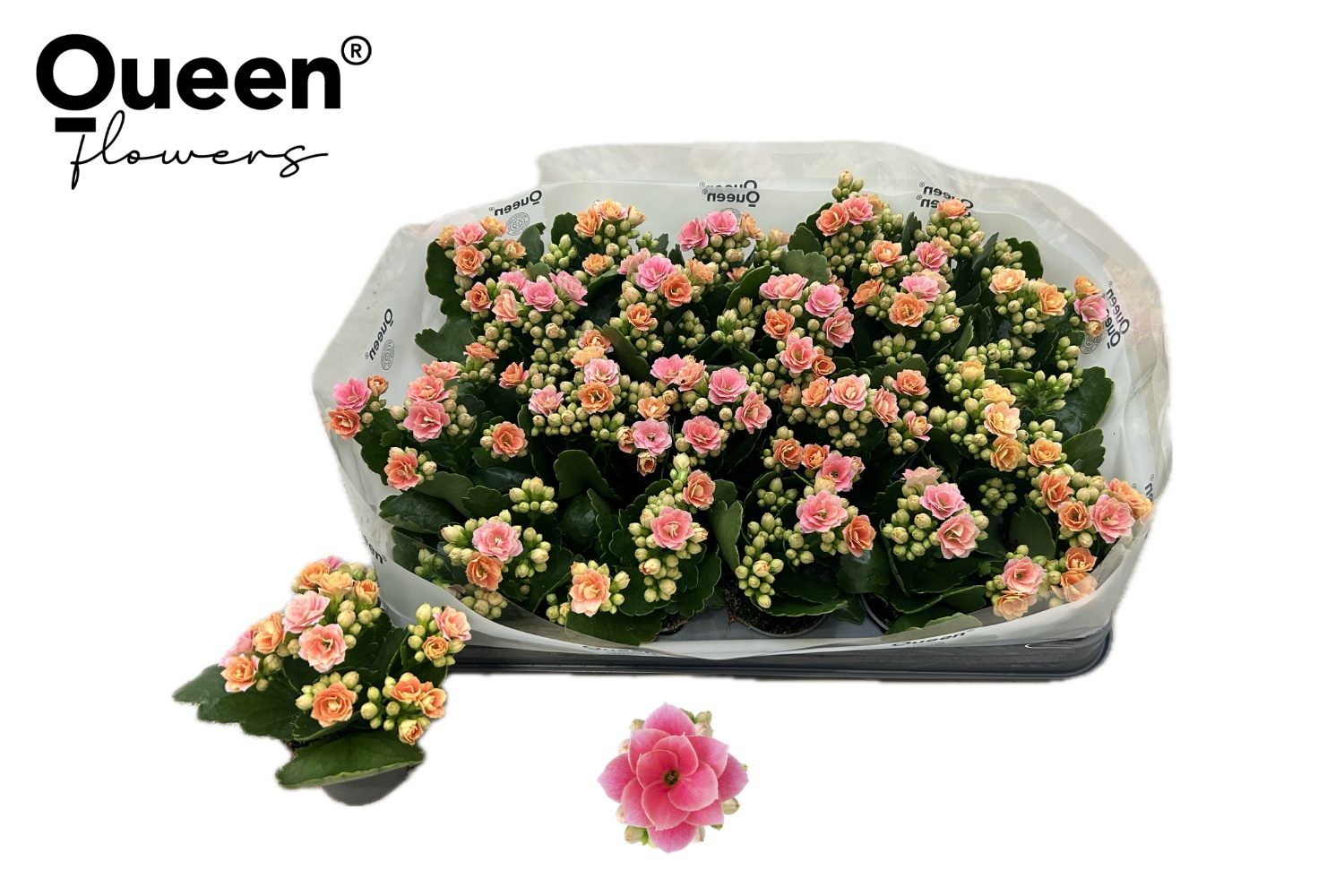 Kal Ge Ros Fl Harlow 6P 12H 23bloei