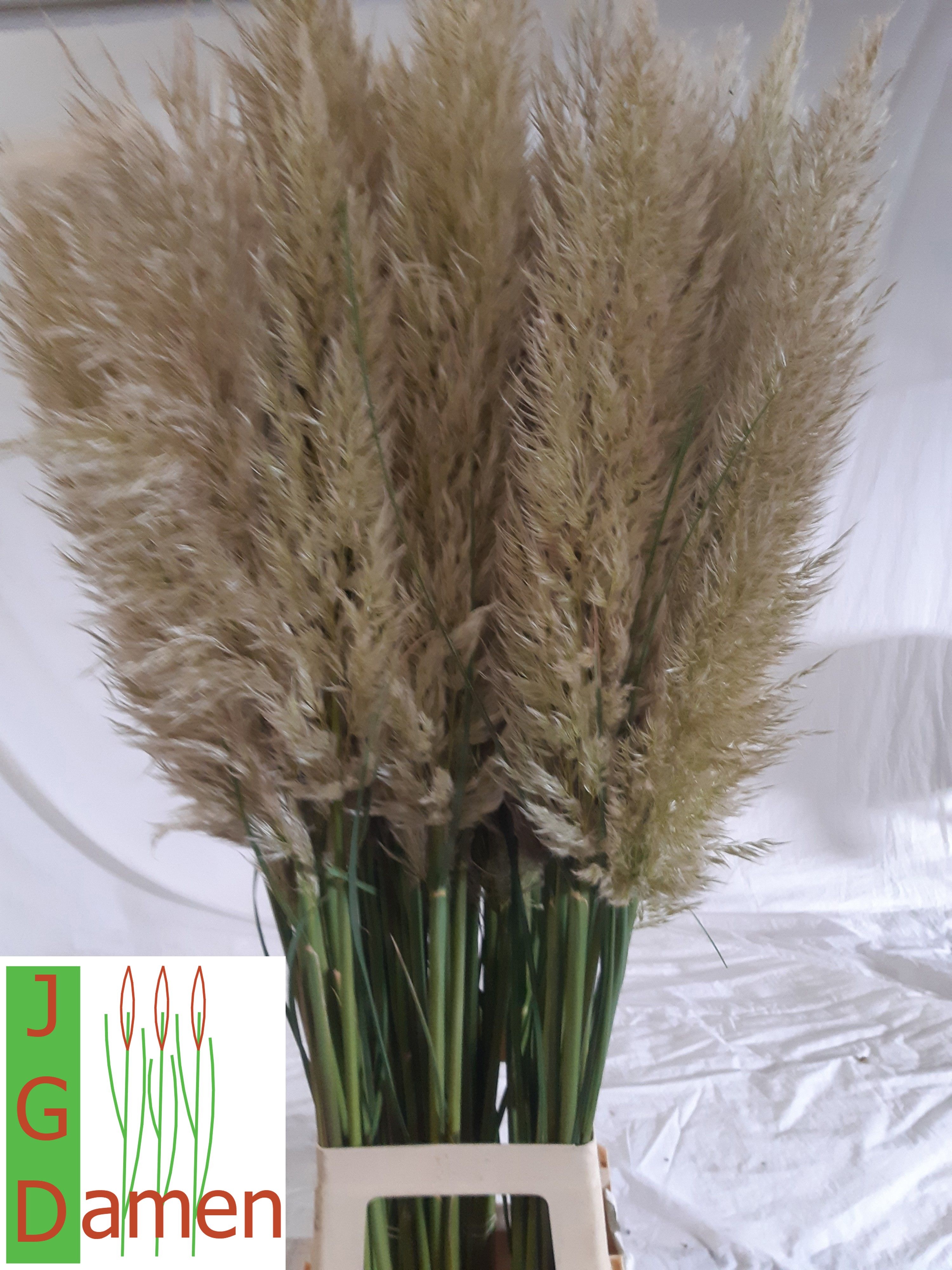 Cortaderia 120cm