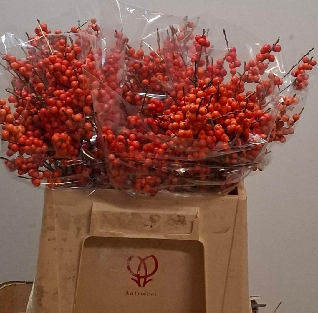 Ilex Ve Orange Glow 40cm