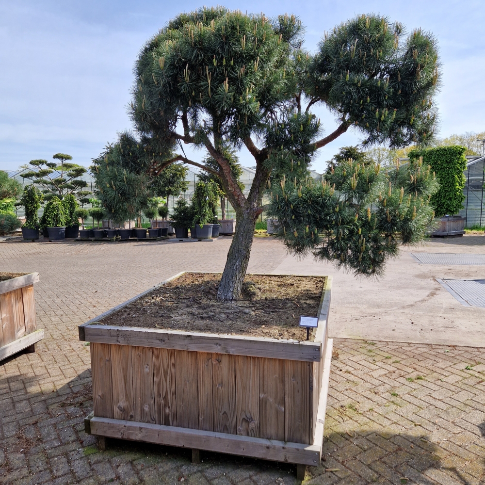 Picture of Pinus sylvestris Norsky 130-X-130 BONSAI-200/225 (LOOSE)