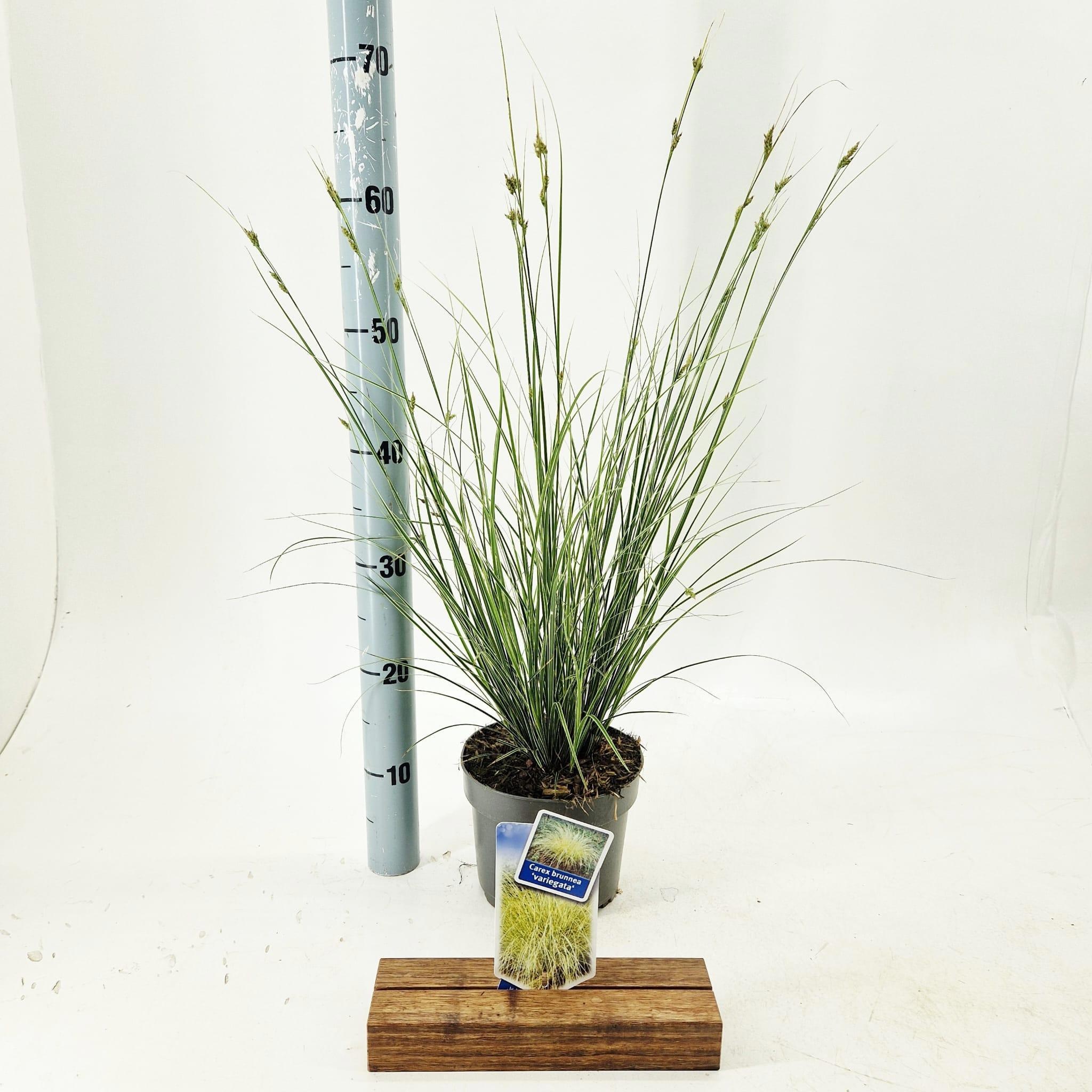 Carex brunnea 'Aureovariegata'