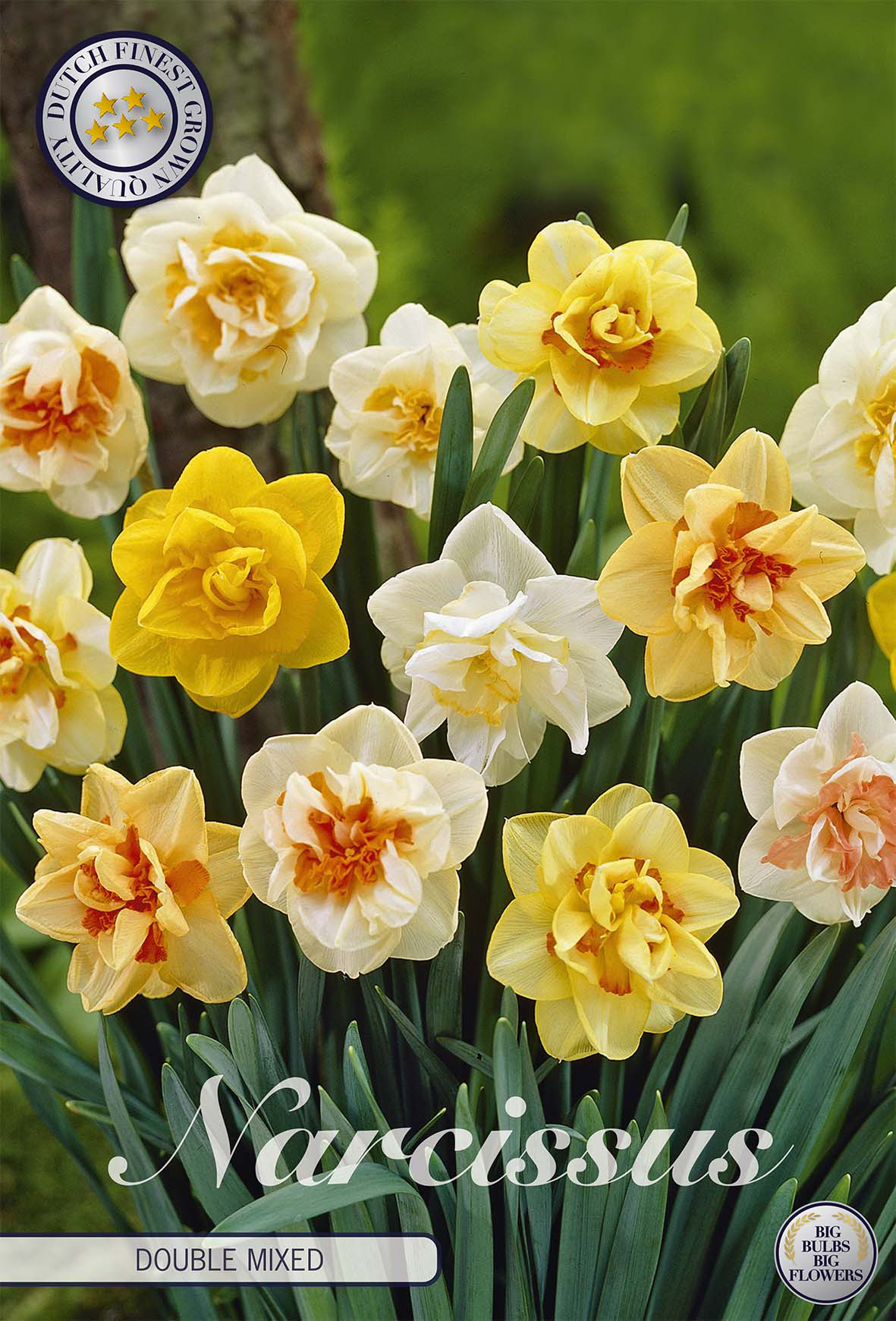 Narcissus Double Mixed x6