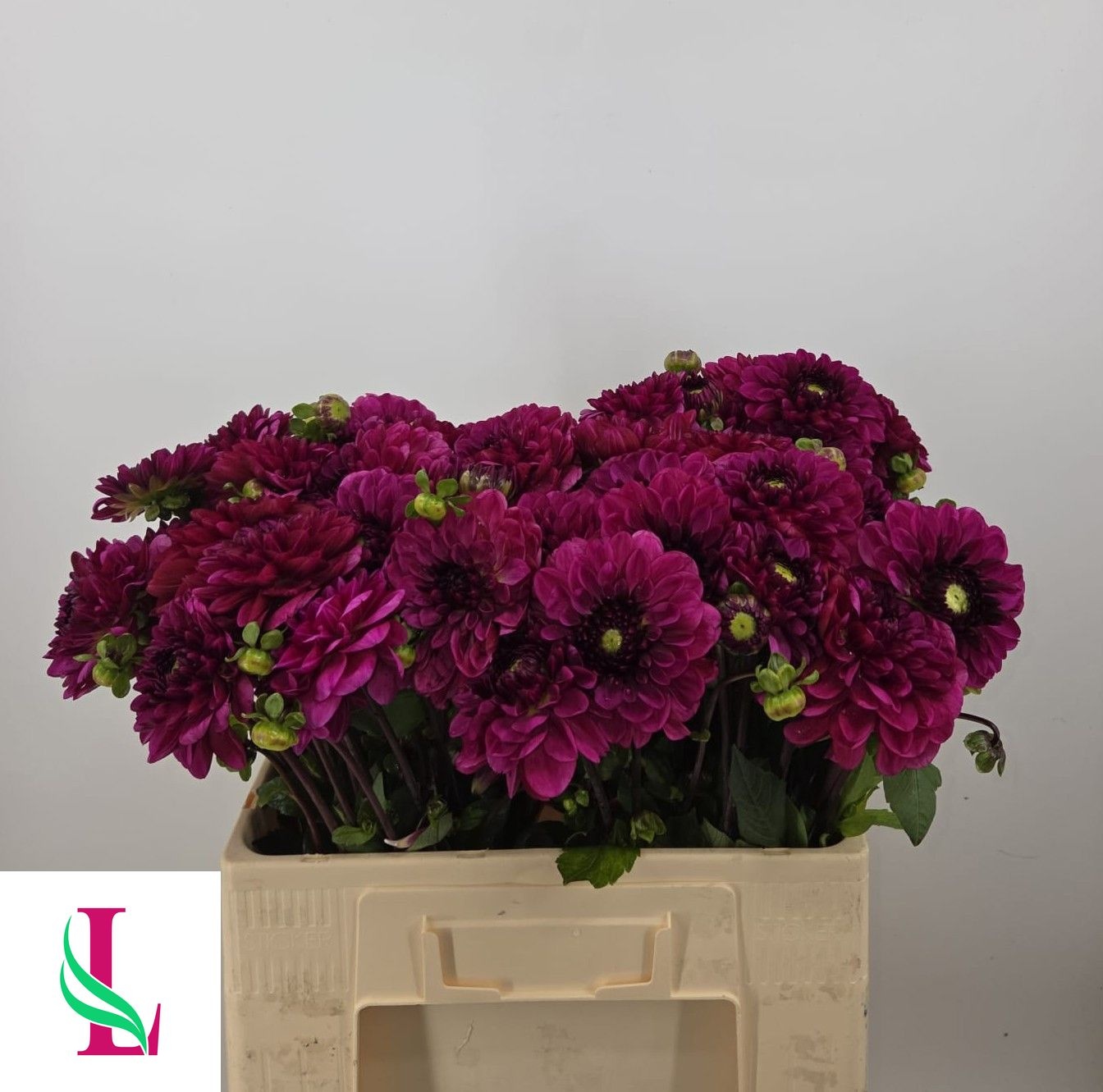 Dahlia Lilac Bull 50cm