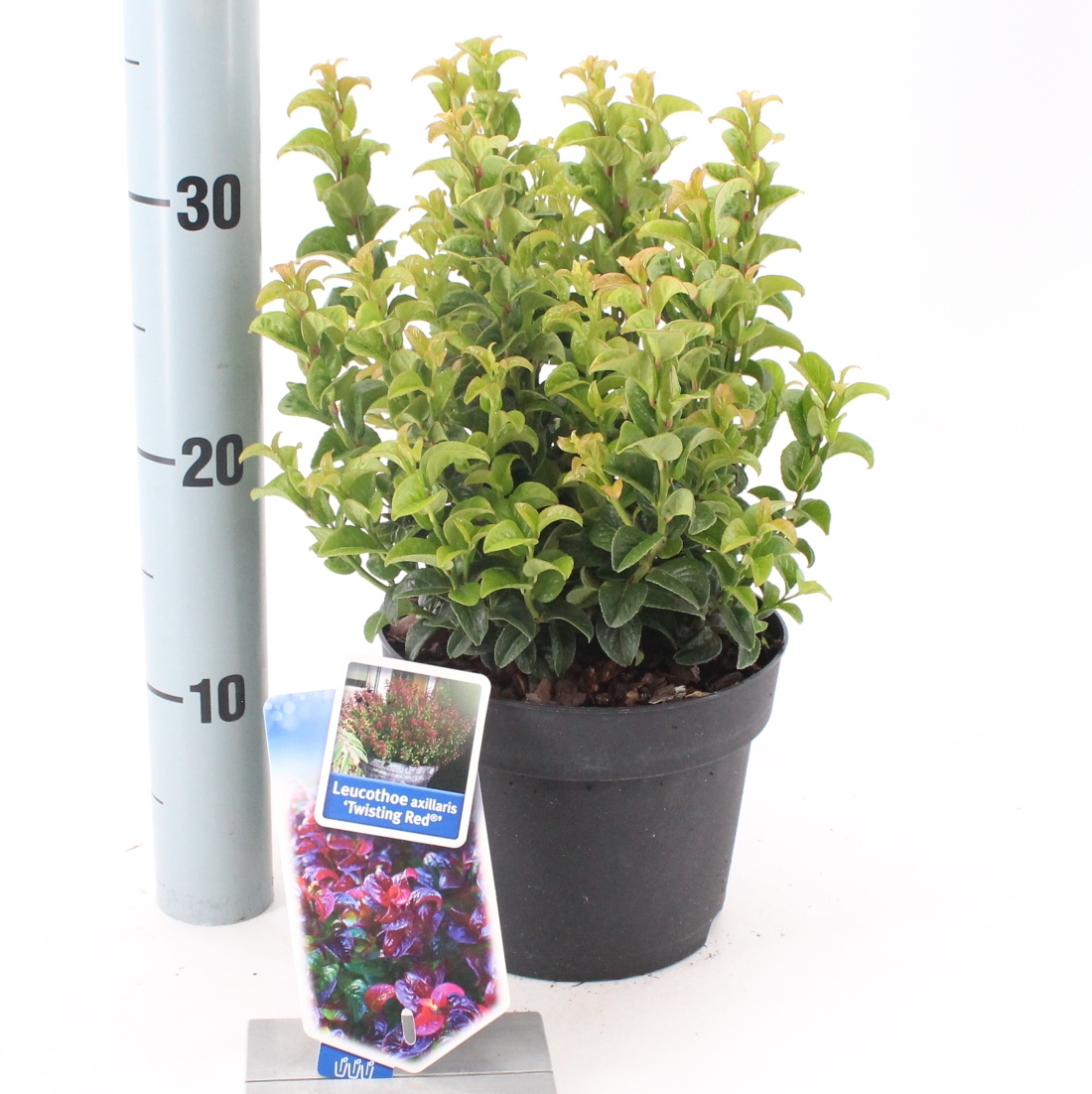 Picture of Leucothoe axillaris Twisting Red® ('Opstal20'PBR)