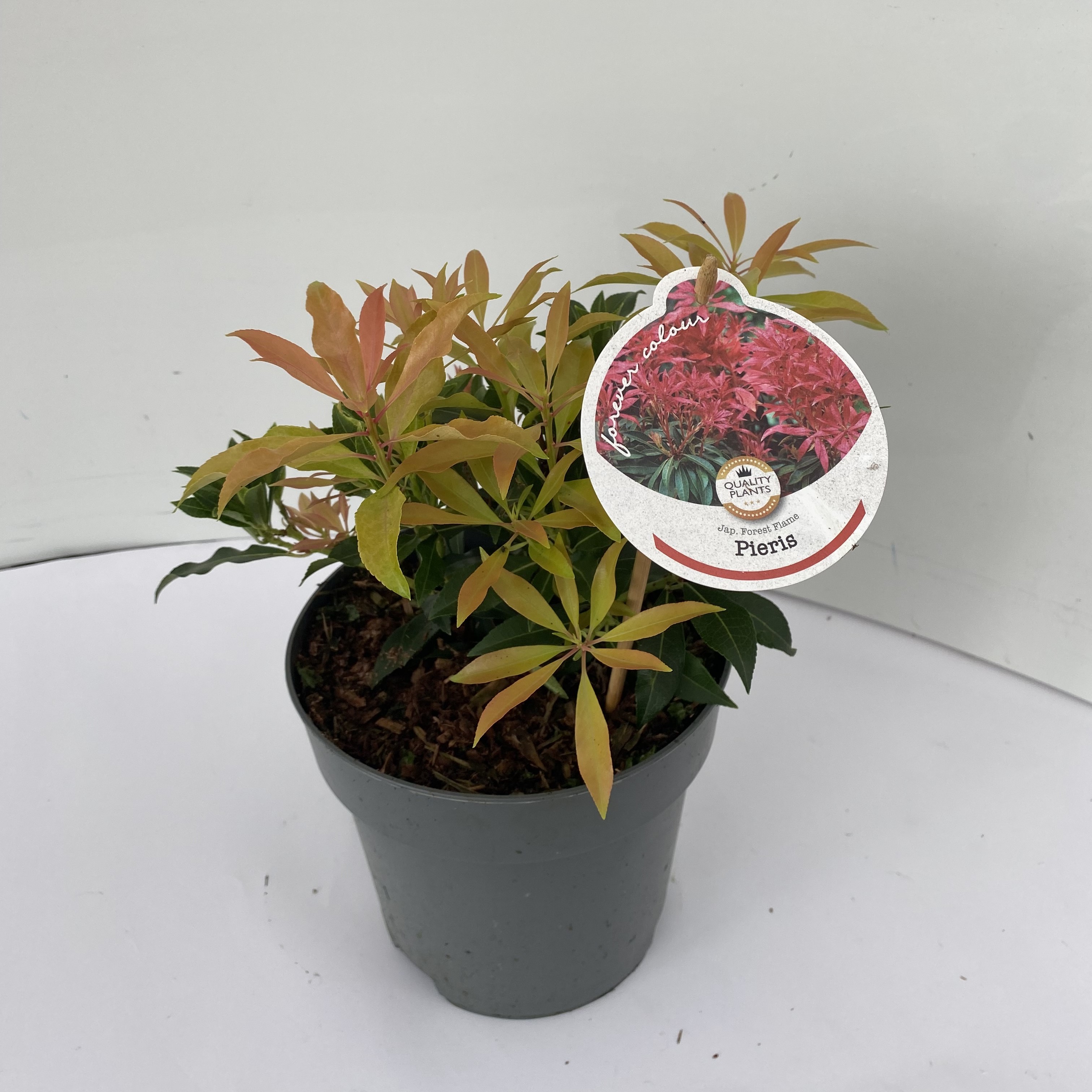 Picture of Pieris jap. Forest Flame P17 (2 Ltr)