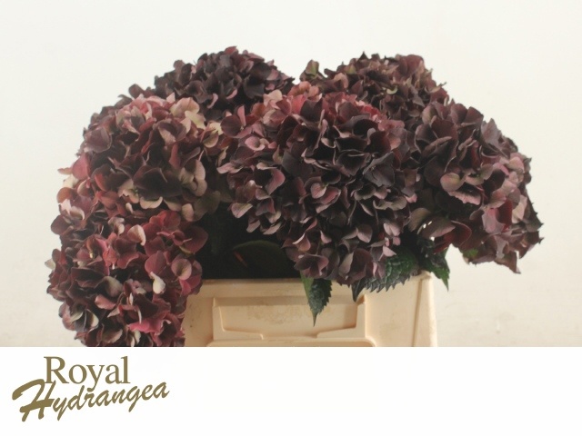 Hydrangea Dark Ruby Classic 40cm 14Ø