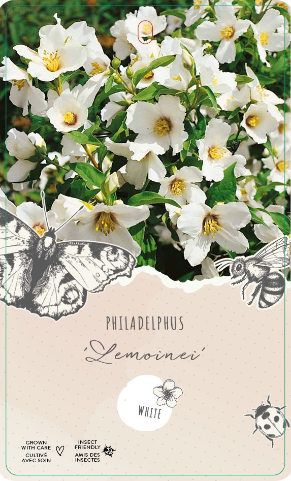 Picture of Philadelphus 'lemoinei'