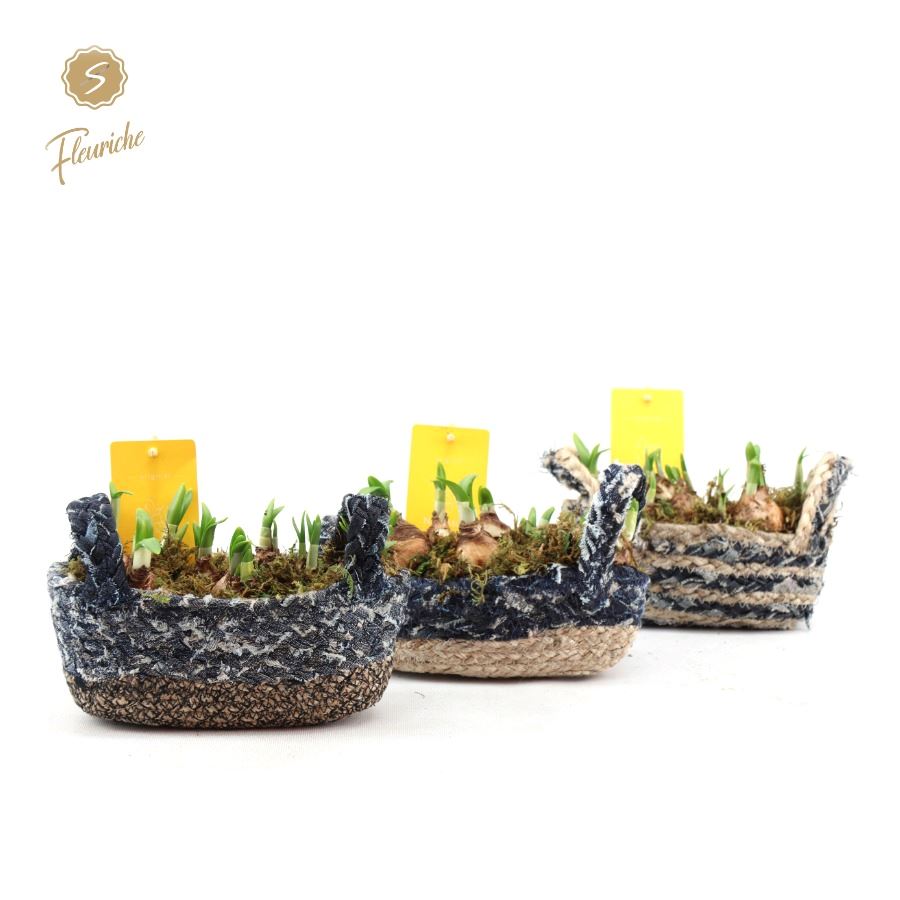 Picture of (3707) Narcissus BlueJeans basket long 3PP Moss P13 20CM