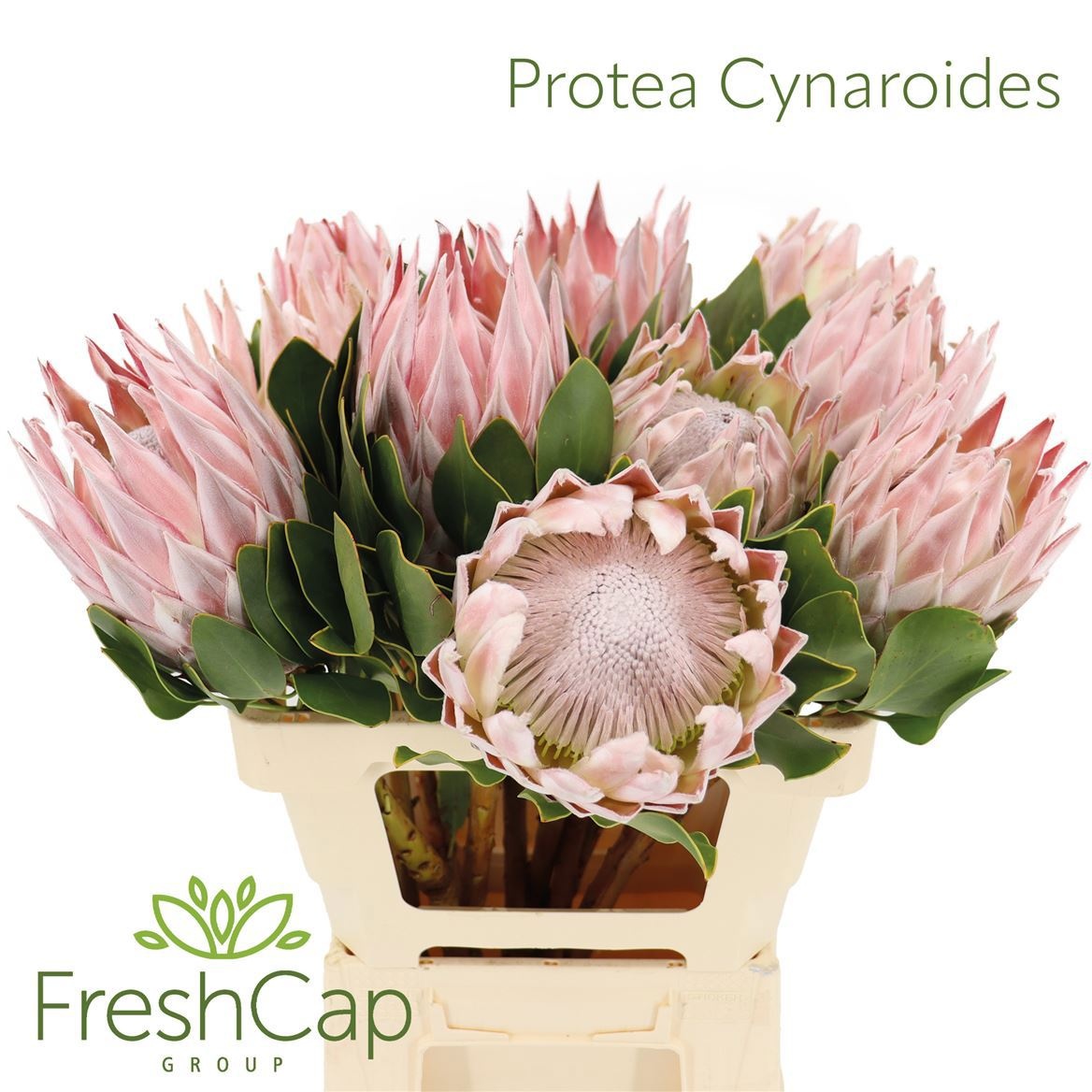 Protea Cynaroides