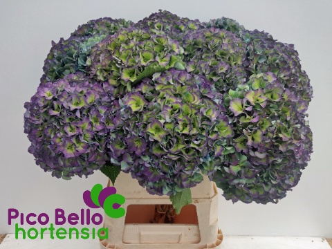 Hydrangea Royal Parade Classic 90cm 24Ø