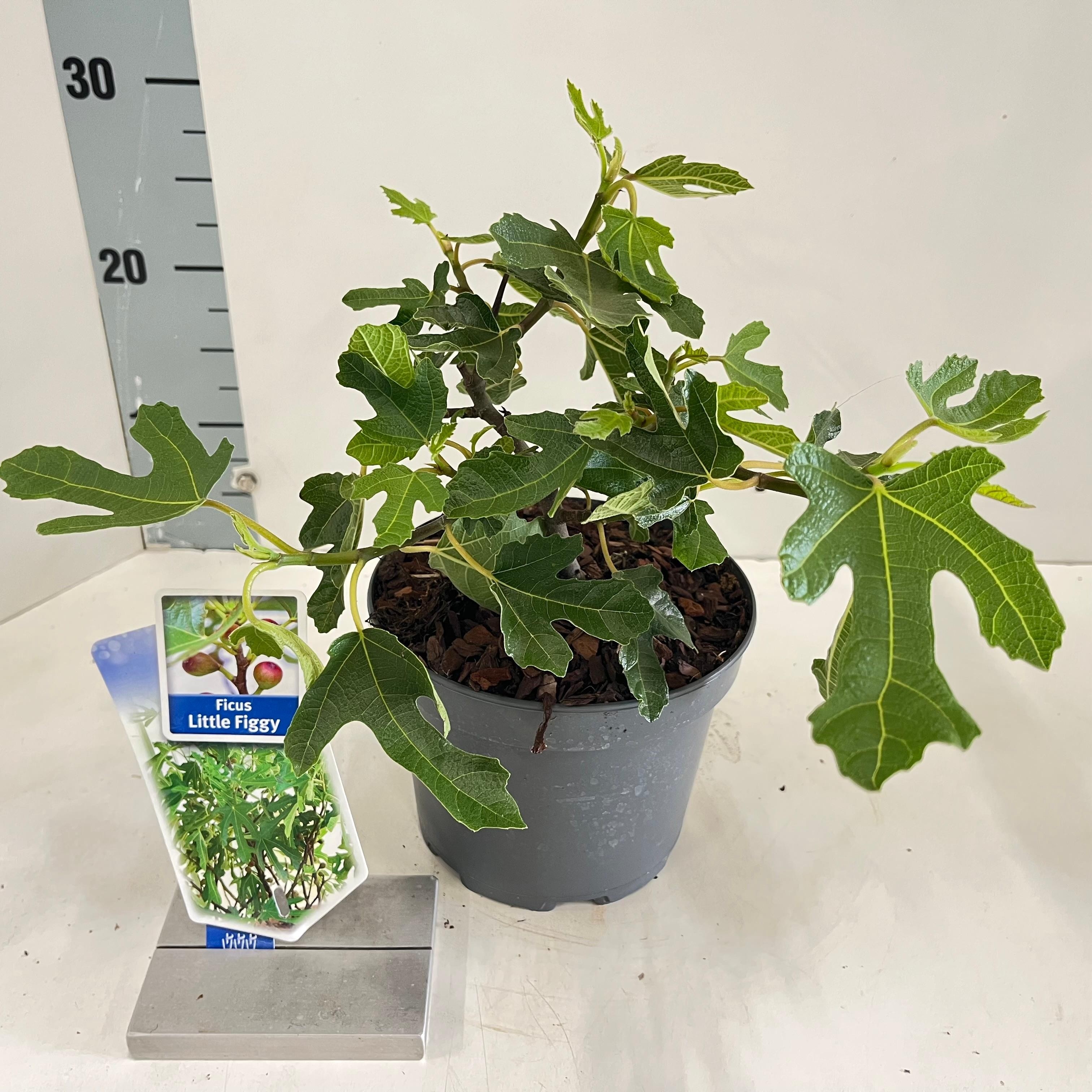 Picture of Ficus carica Little Miss Figgy ('LMF01'PBR)