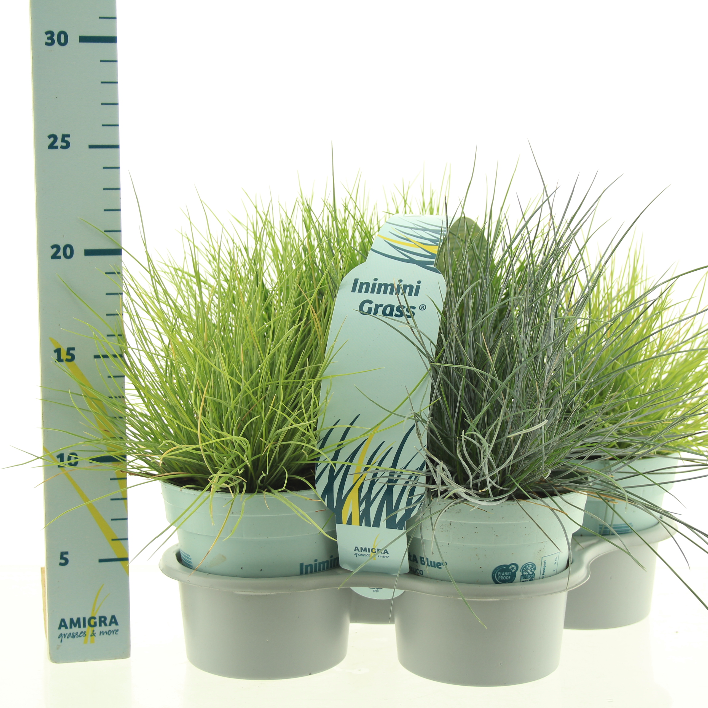 Picture of Festuca in 3 varieties P10.5 4-PACK (LOOSE)