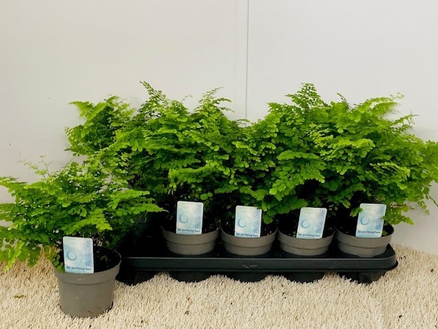 Adiantum raddianum 'Fritz-Luthi' - Venushaar
