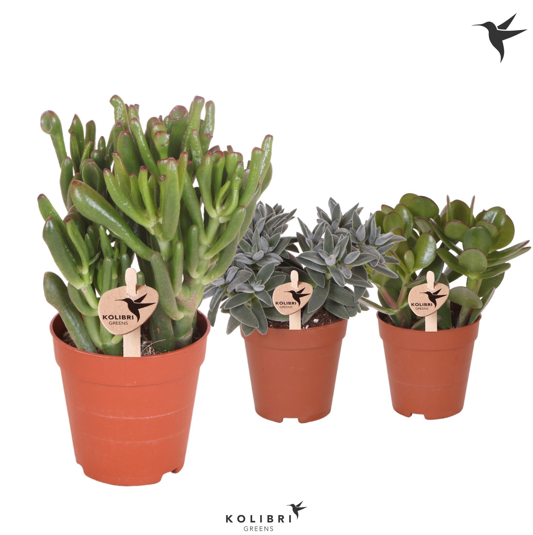 Crassula Kolibri Greens Succulenten Crassula mix