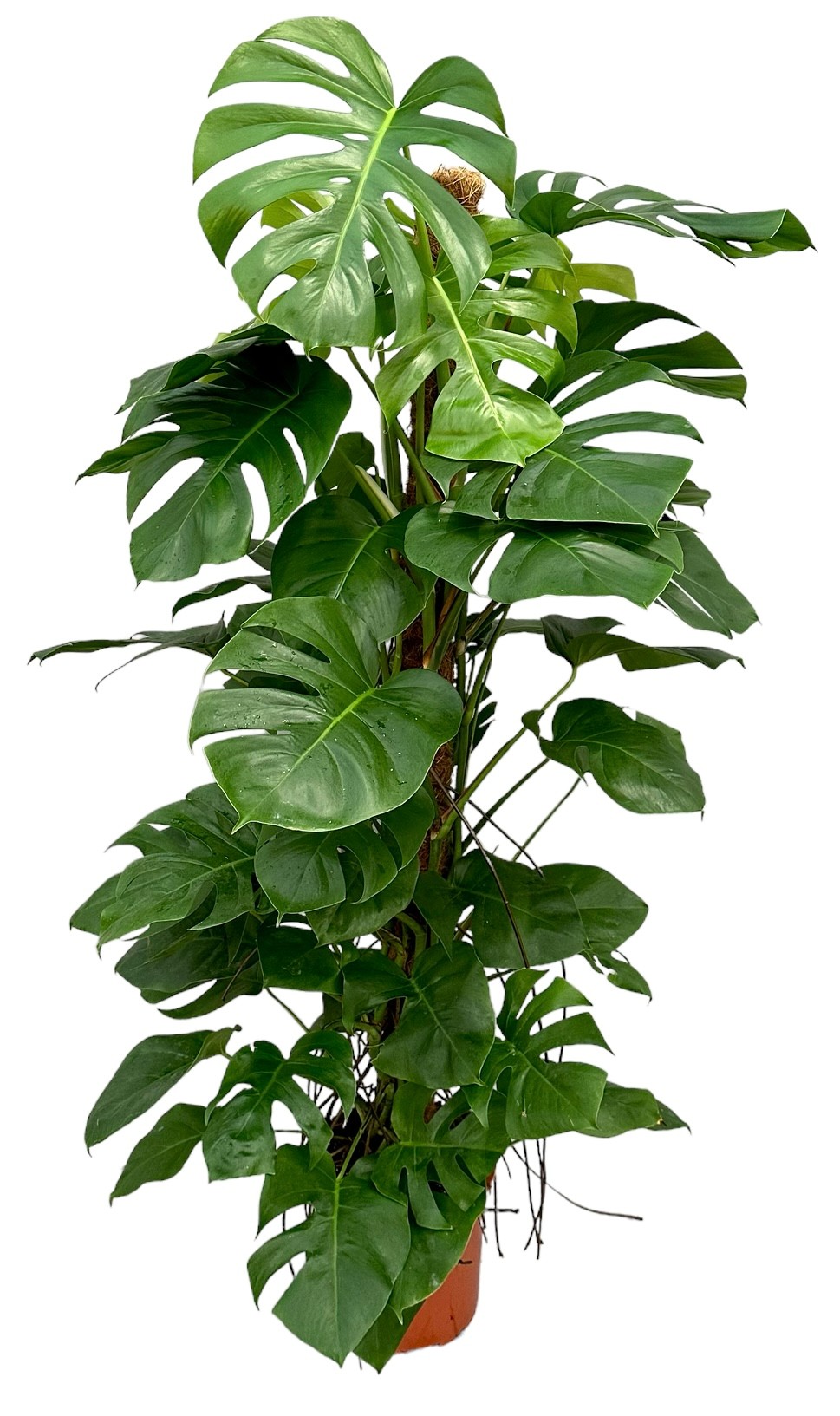 Picture of Monstera deliciosa Moss Stick 150 cm P27 150CM (LOOSE)