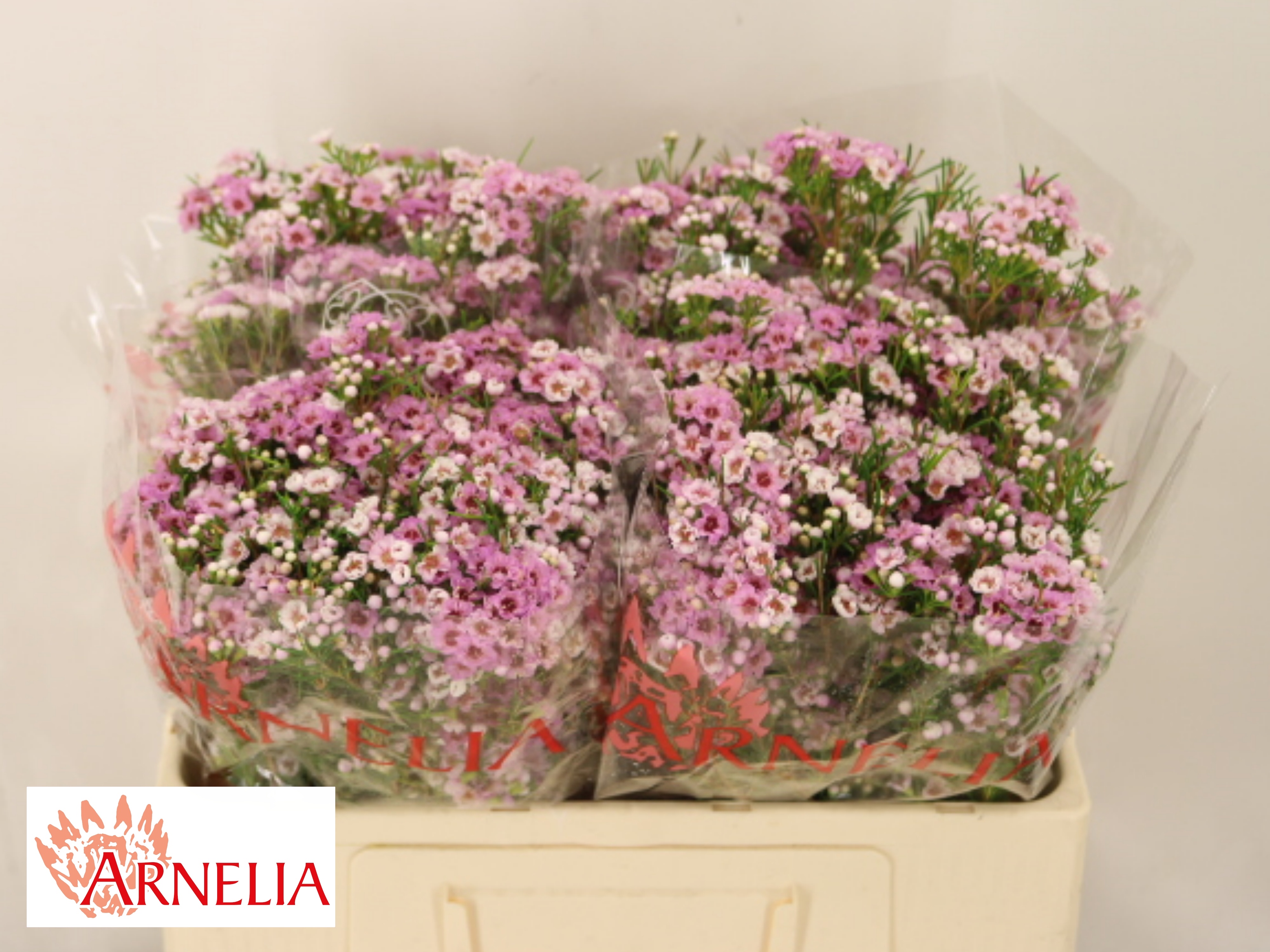 Chame Giselle 50cm 15gram