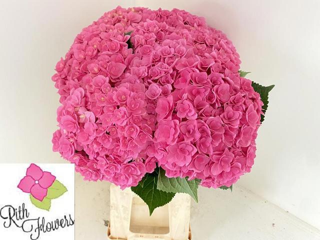 Hydrangea Royal Kiss 60cm 20Ø