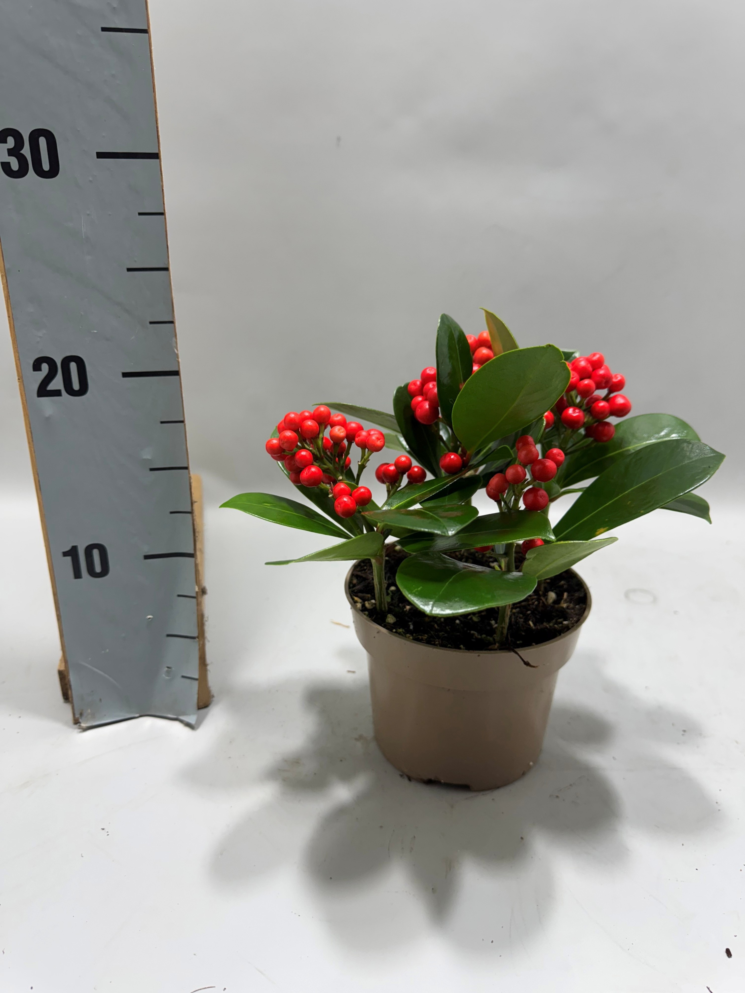 Skimmia Veitchii 3+ bessen