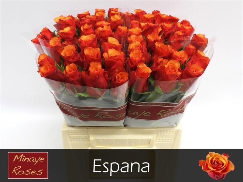 R Gr Espana@