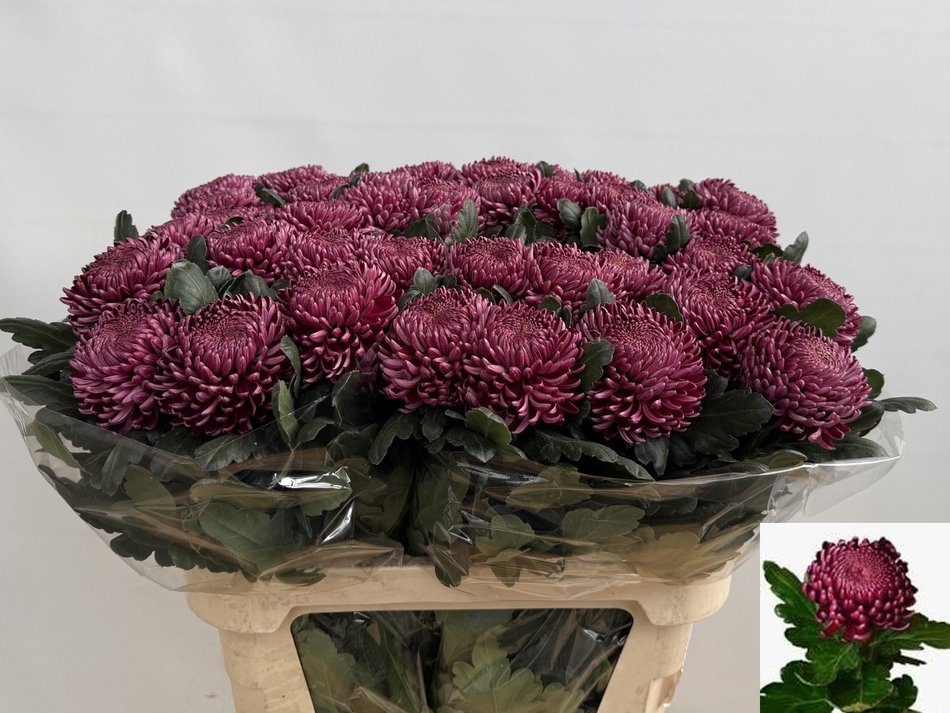 Chrys Single Bigoudi Purple 80cm 105gram